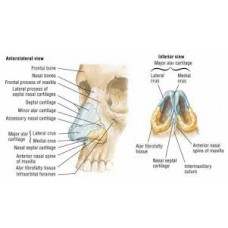 Nasal structure